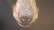 Load image into Gallery viewer, Extra Large 70” x 50.5” x.75” Northern Themed Framed Bear Canvas Picture.........(in stock!)