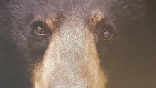 Load image into Gallery viewer, Extra Large 70” x 50.5” x.75” Northern Themed Framed Bear Canvas Picture.........(in stock!)